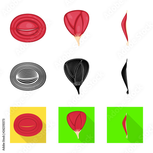 Vector illustration of fiber and muscular symbol. Set of fiber and body  vector icon for stock.