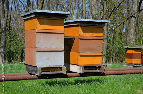 Bienenzucht, Bienen © photo 5000