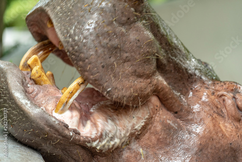 Mae Mali is the name of a female hippopotamus in Dusit Zoo.  Sensitive focus  Macro Shot  Bangkok  THAILAND  2018