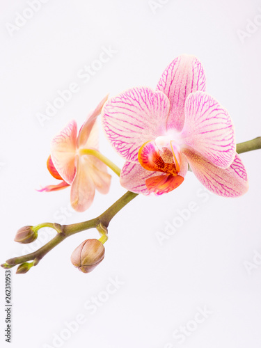 Close up of phalaenopsis pink in blossom on a white background with copy space.