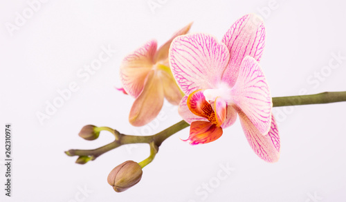 Fresh natural orchid flower on a white background. Copy space. Close up.