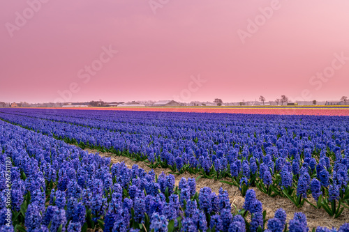 Hyacinth field in Netherlands