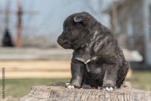 Portrait of a small village puppy of black color, photographed in close-up.