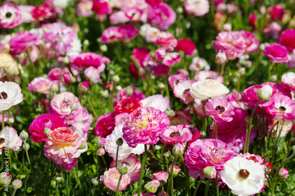 Huge field of blossoming garden buttercups or ranunculus in Israel Huge field of blossoming garden buttercups or ranunculus in Israel
