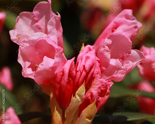 Rhododendron Azalee