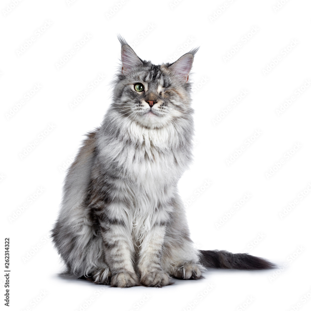 Very pretty silver tortie young adult Maine Coon cat, sitting side ways facing front. Looking at camera with one green eye. Isolated on white background.