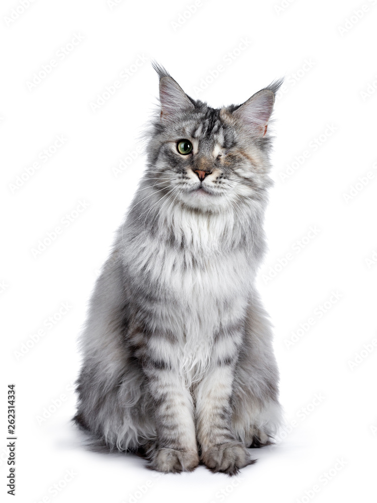 Very pretty silver tortie young adult Maine Coon cat, sitting staright up front view. Looking at camera with one green eye. Isolated on white background.