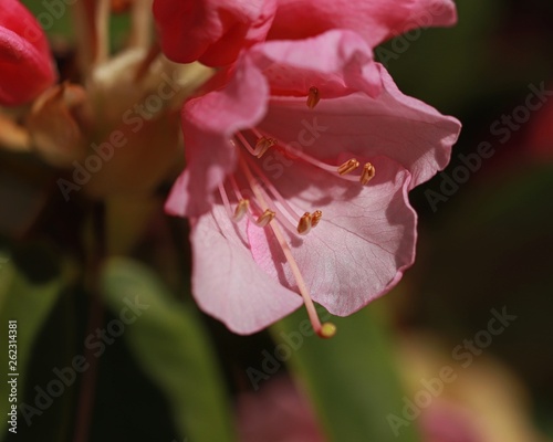 Rhododendron Azalee