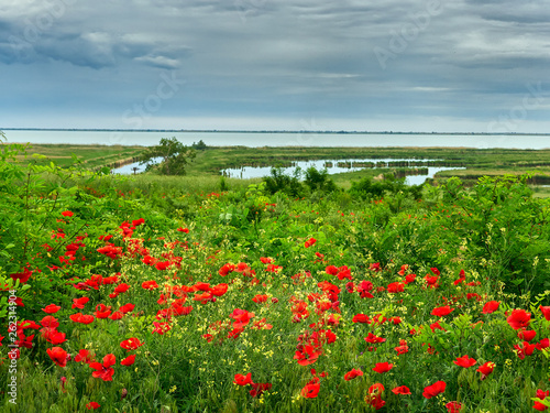 land of poppies