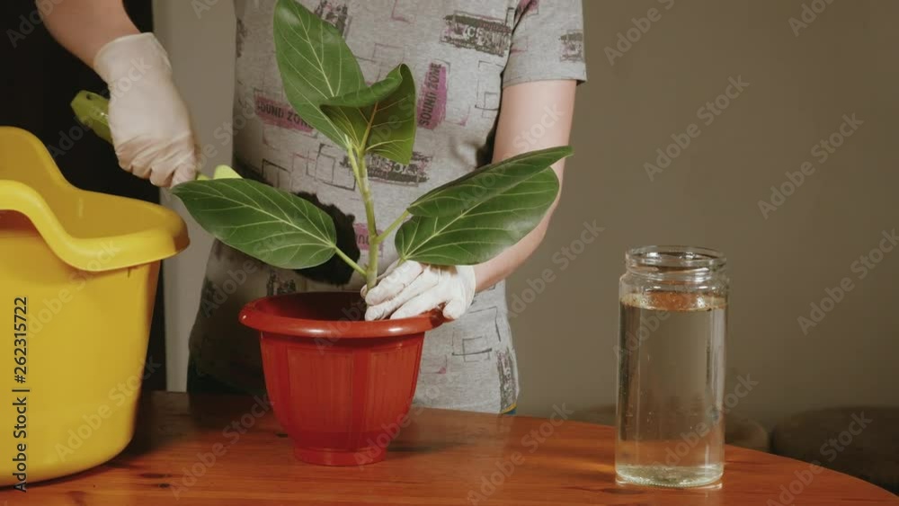 girl transplants plants in pots close-up girl transplants plants in pots close-up