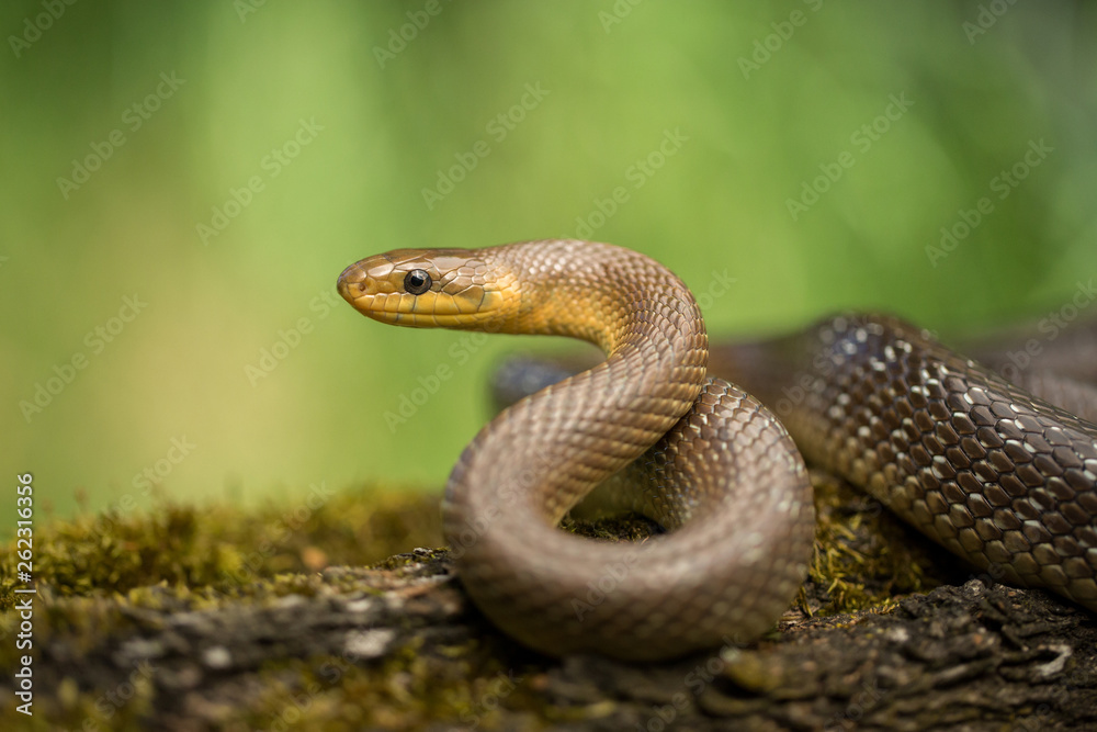 Obraz premium Aesculapian snake Zamenis longissimus in Czech Republic