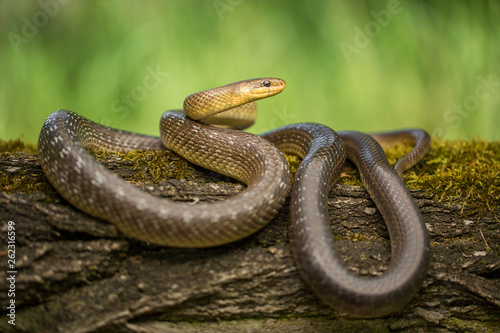 Aesculapian snake Zamenis longissimus in Czech Republic