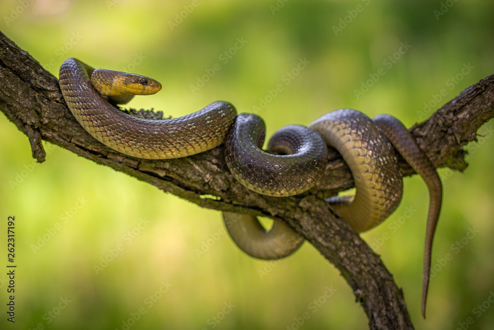 Aesculapian snake Zamenis longissimus in Czech Republic Aesculapian snake Zamenis longissimus in Czech Republic
