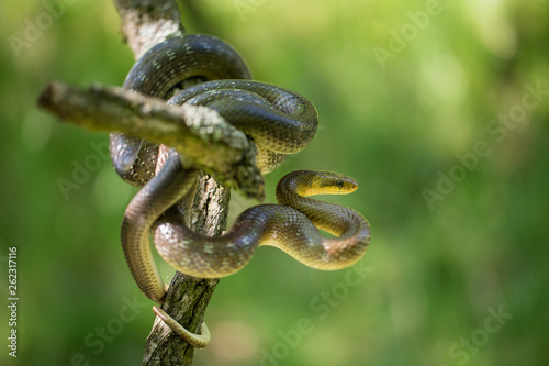 Aesculapian snake Zamenis longissimus in Czech Republic