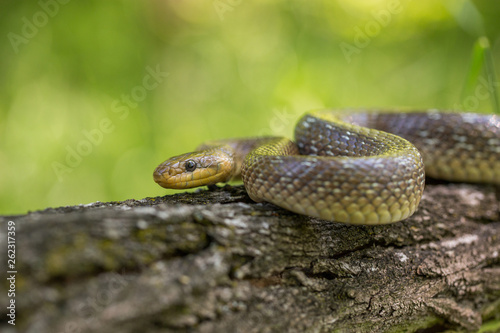 Aesculapian snake Zamenis longissimus in Czech Republic