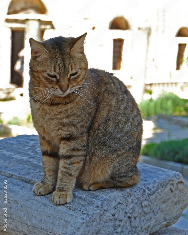 Naklejka premium cute young female cat
