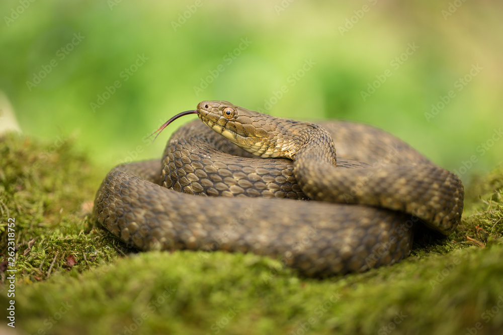 Dice snake Natrix tessellata in Czech Republic Dice snake Natrix tessellata in Czech Republic