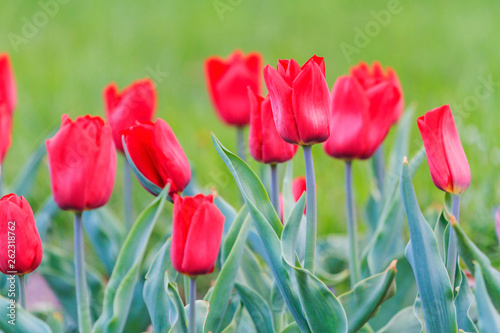 beautiful red tulips in the city park