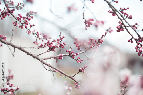 apricot flower bud on a tree branch branch with tree buds.