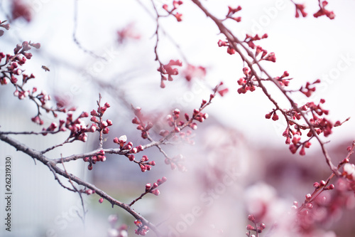 apricot flower bud on a tree branch branch with tree buds.