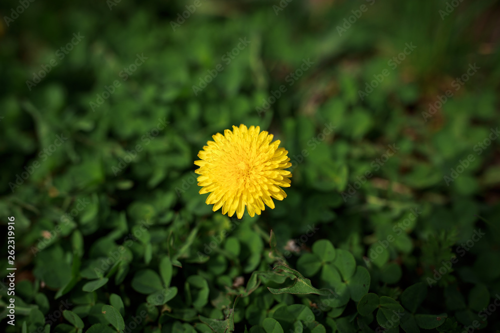 yellow dandelion among green clover yellow dandelion among green clover