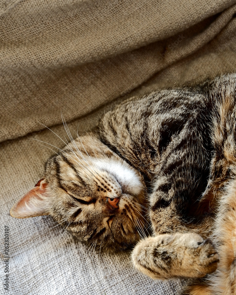 little gray cat sleeping on a couch, portrait style little gray cat sleeping on a couch, portrait style