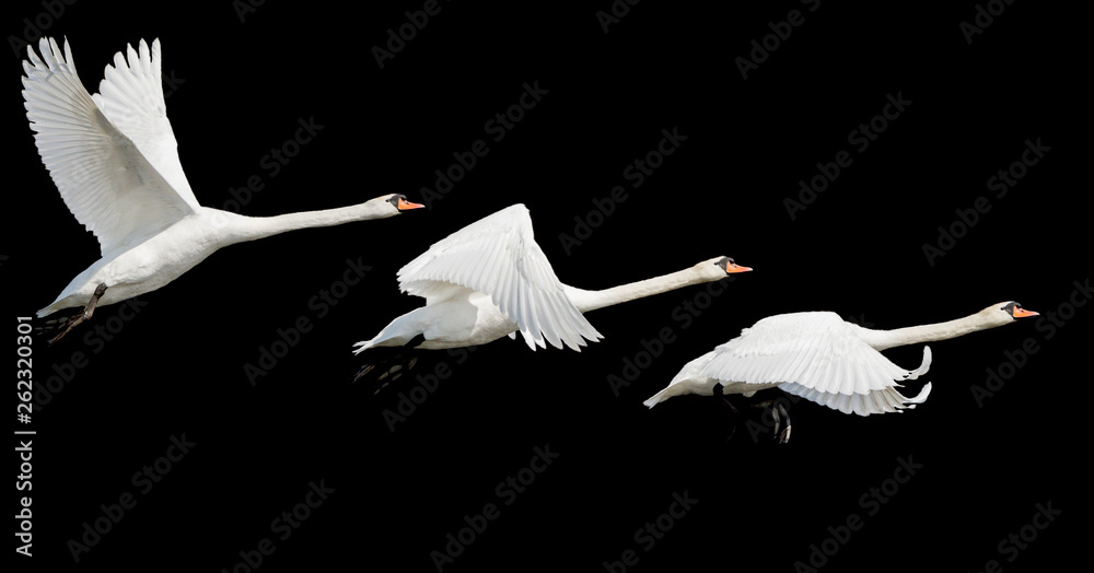 Fototapeta premium white swans fly isolated on black background