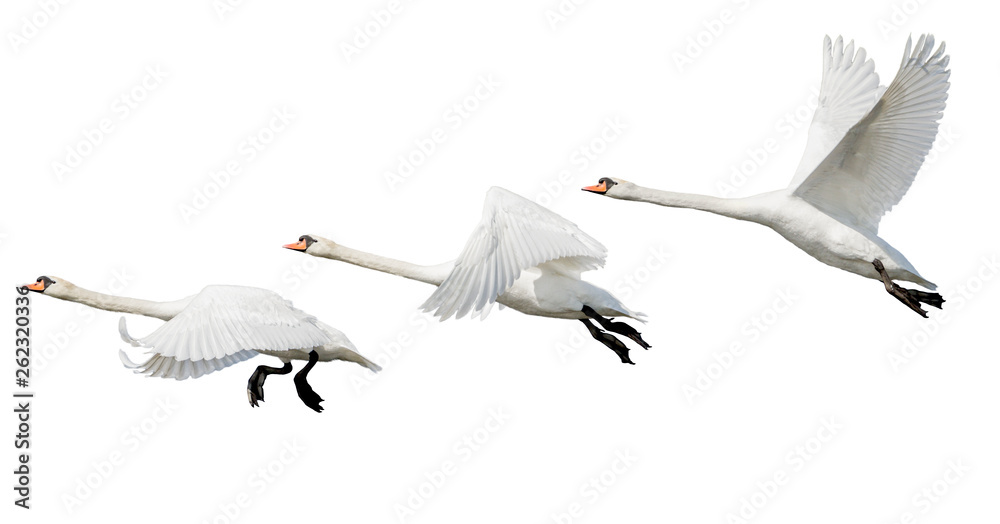 Obraz premium white swans fly isolated on white background