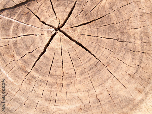 Texture of tree stump for background images