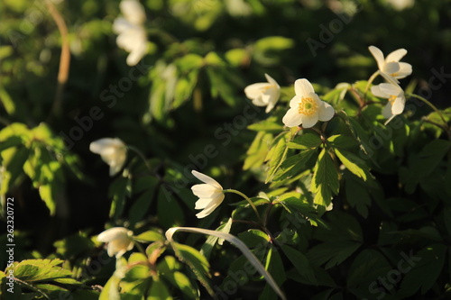 White spring flowers in the sunlight. White snowdrops with green leaves on a blurred background.