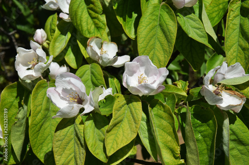 Valokuvatapetti Fleurs de cognassier