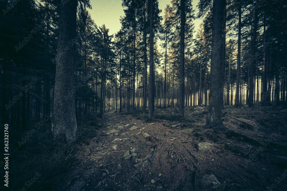 Fototapeta premium Nadelwald