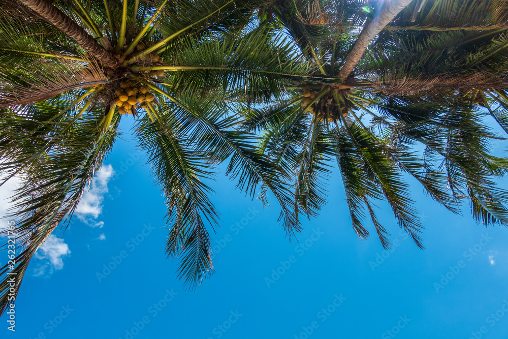 Fototapeta premium Palm trees at sunset light