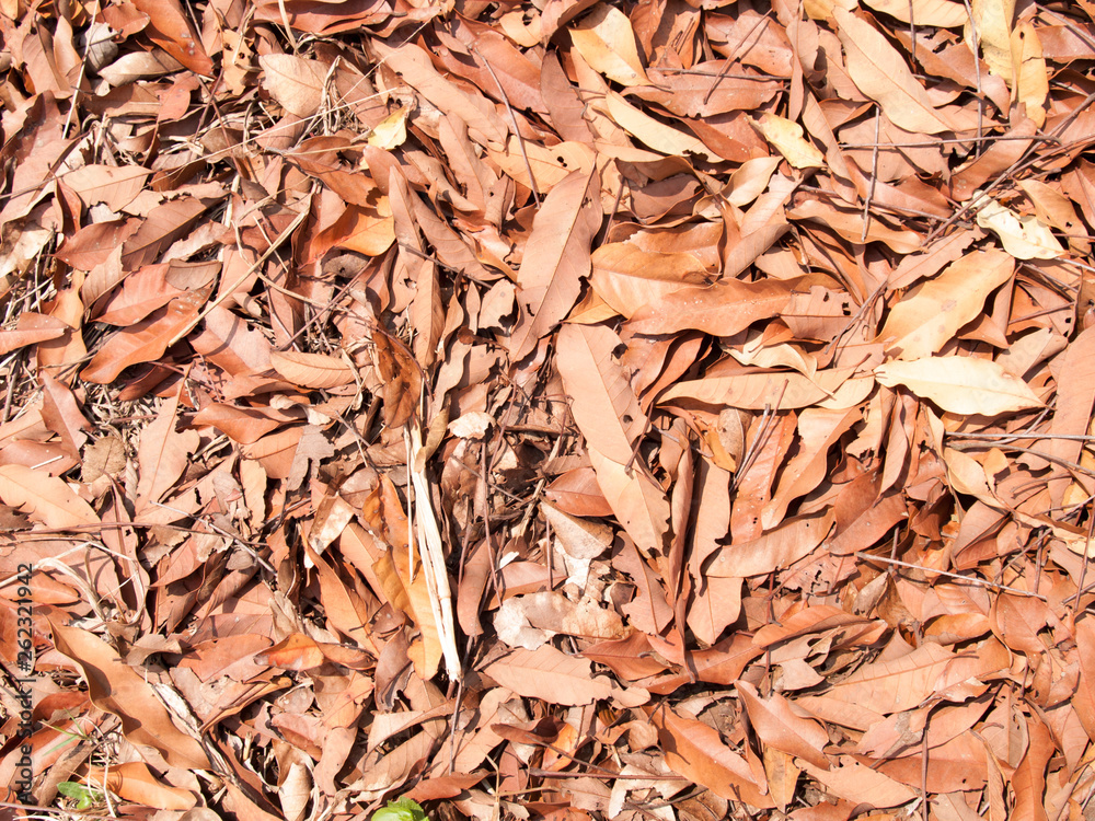 Texture of dry leaves use for backgrounds images Texture of dry leaves use for backgrounds images