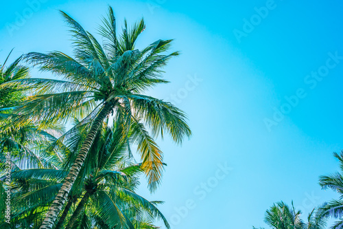 Low angle shot of beautiful coconut palm tree on blue sky