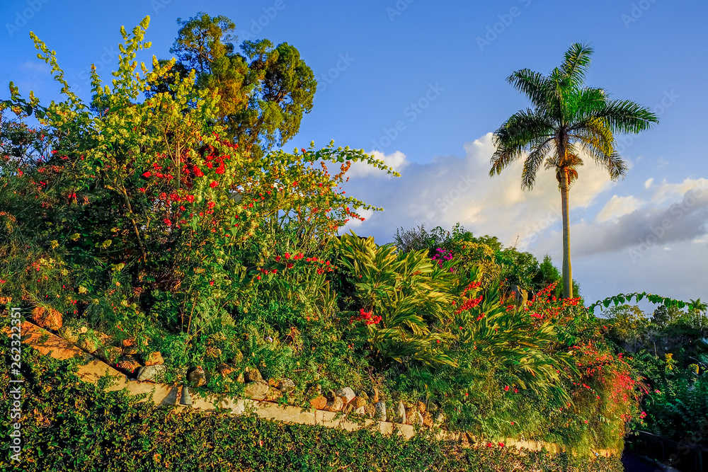 Jamaican rockery garden on the Blue Mountains