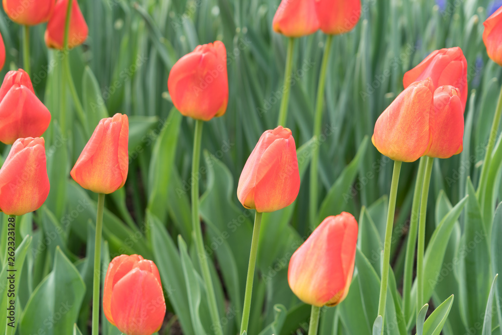 Tulips with friends Tulips with friends
