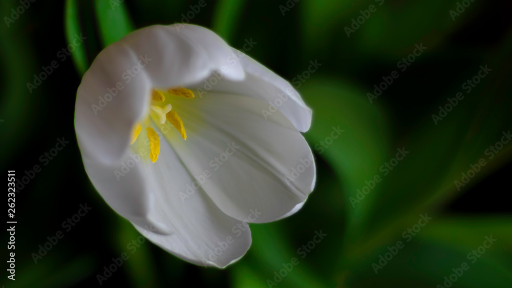 Tulpe weiß Tulpe weiß