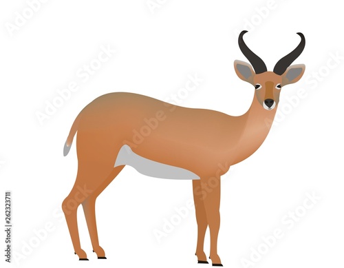 Bohor reedbuck  Redunca redunca