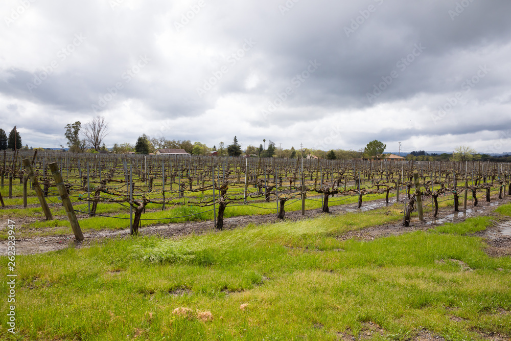 Wet Vineyard After Spring Rain Storms Sonoma California