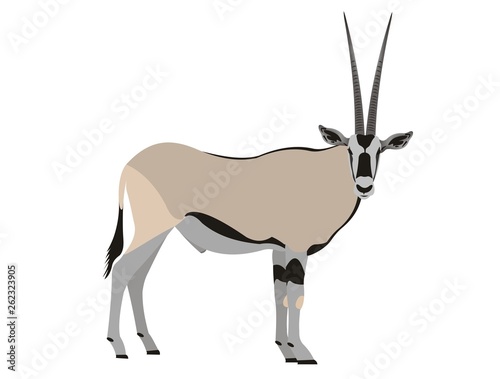 East African oryx, Oryx beisa