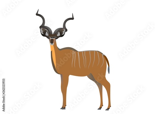 Greater kudu  Tragelaphus strepsiceros