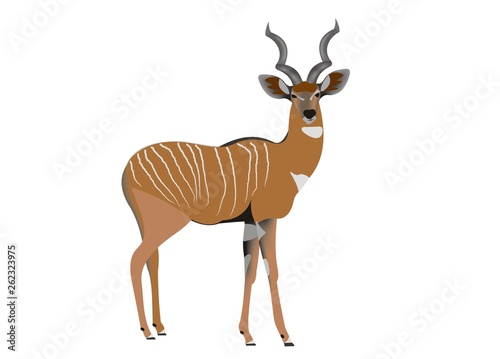 Lesser kudu, Tragelaphus imberbis