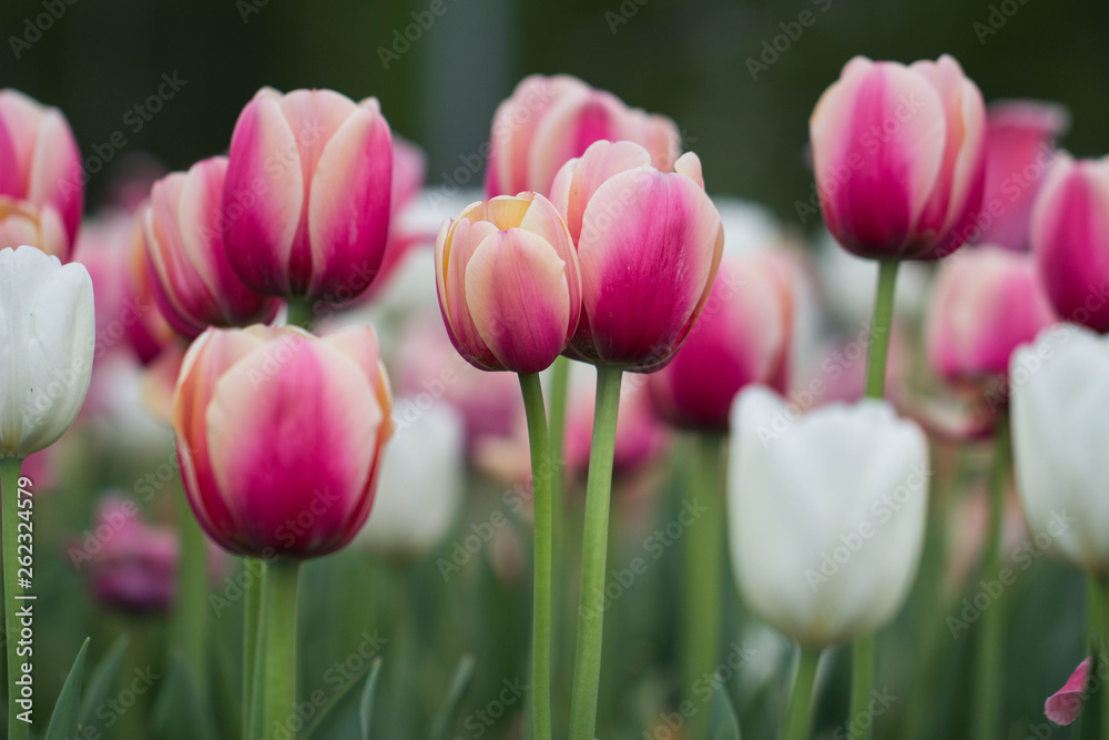 Fototapeta premium pink tulips in the garden