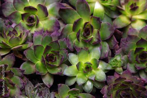 Aeoniums set flower green leaves pink purple yellow plant black background top view coleus stone rose photo