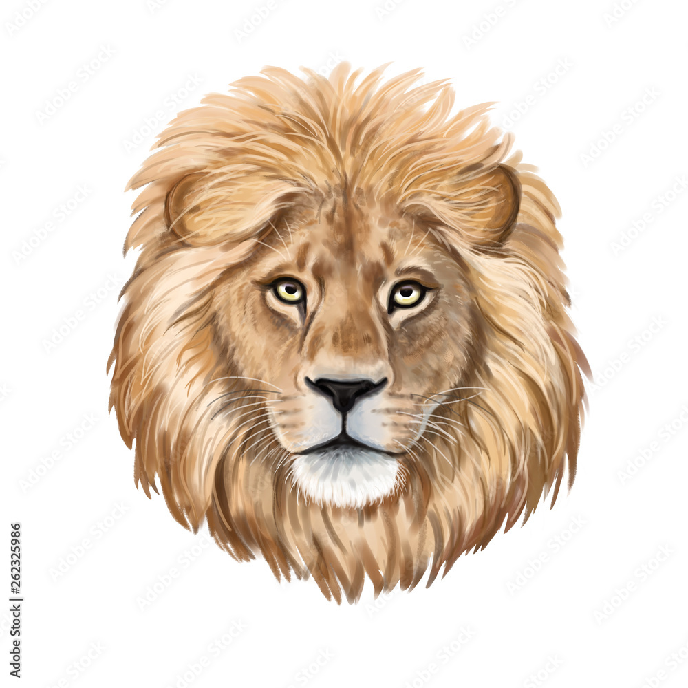 Lion watercolor illustration. Realistic portrait.  Lion head isolated on white background. Template. Close-up. Clip art. Hand drawn. Painting