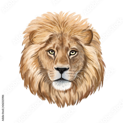 Lion watercolor illustration. Realistic portrait.  Lion head isolated on white background. Template. Close-up. Clip art. Hand drawn. Painting