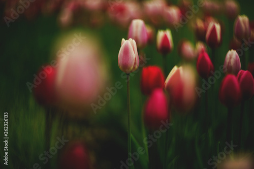 bright flowers tulips