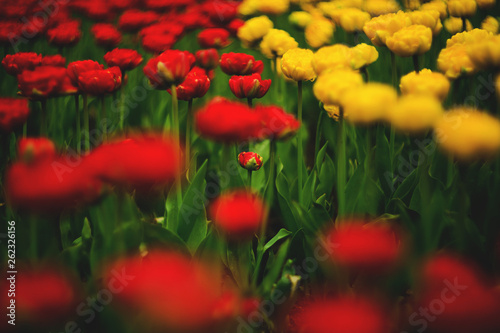 bright flowers tulips