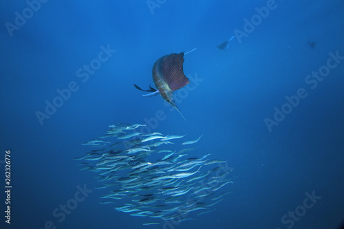 Atlantic sailfish, istiophorus albicans, Mexico